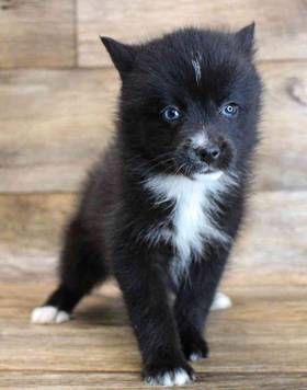 Pomsky