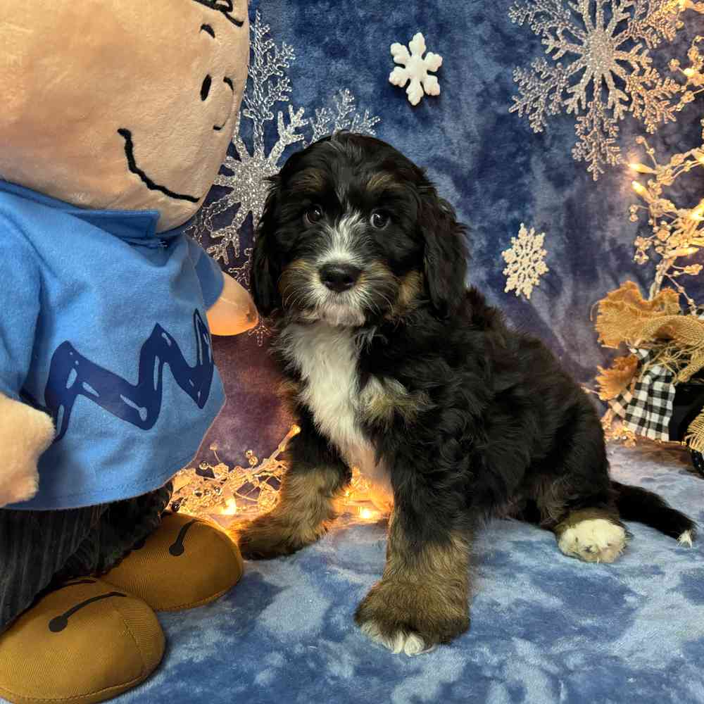 carousel pet images