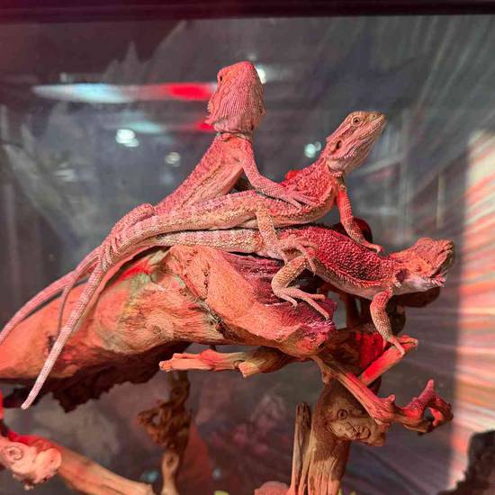Bearded Dragon