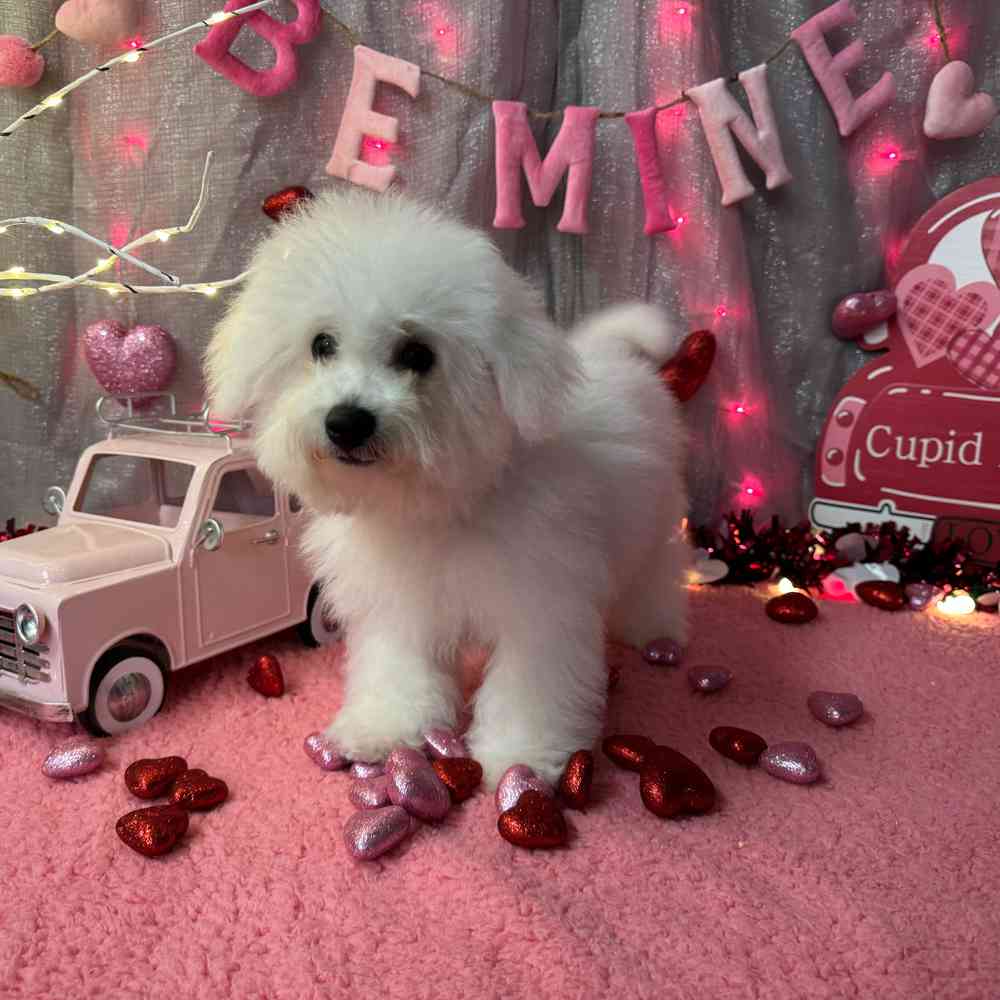 carousel pet images