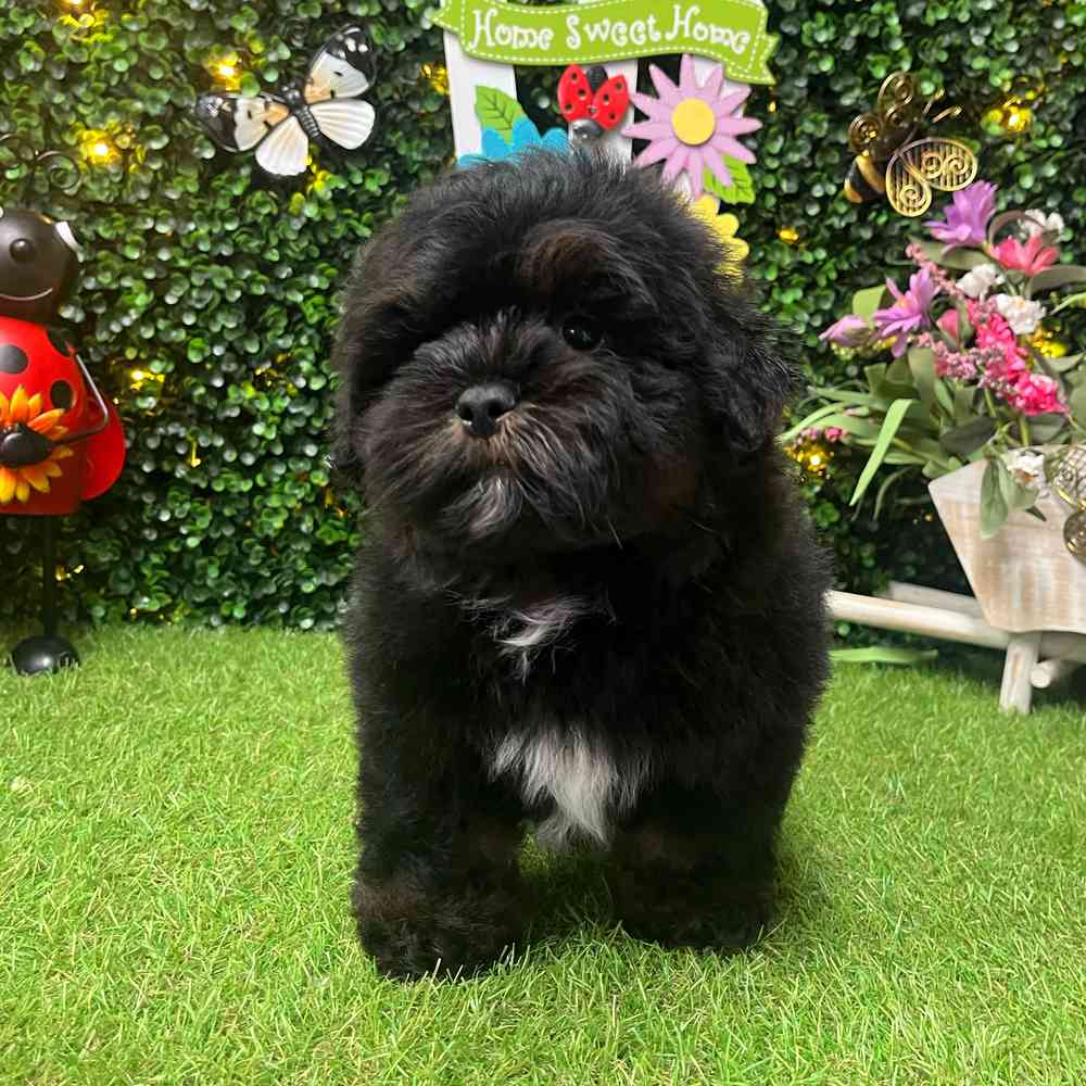 carousel pet images