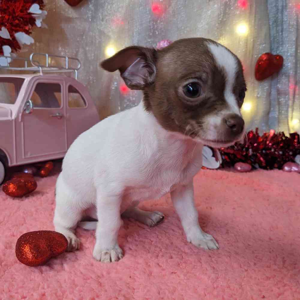 carousel pet images