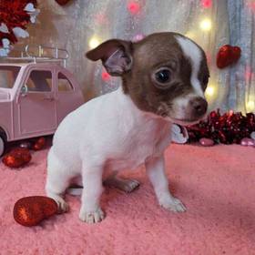 Chihuahua