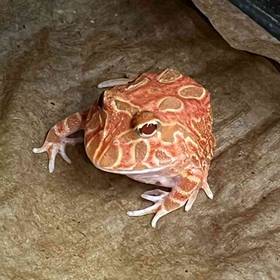 Strawberry Pacman Frog