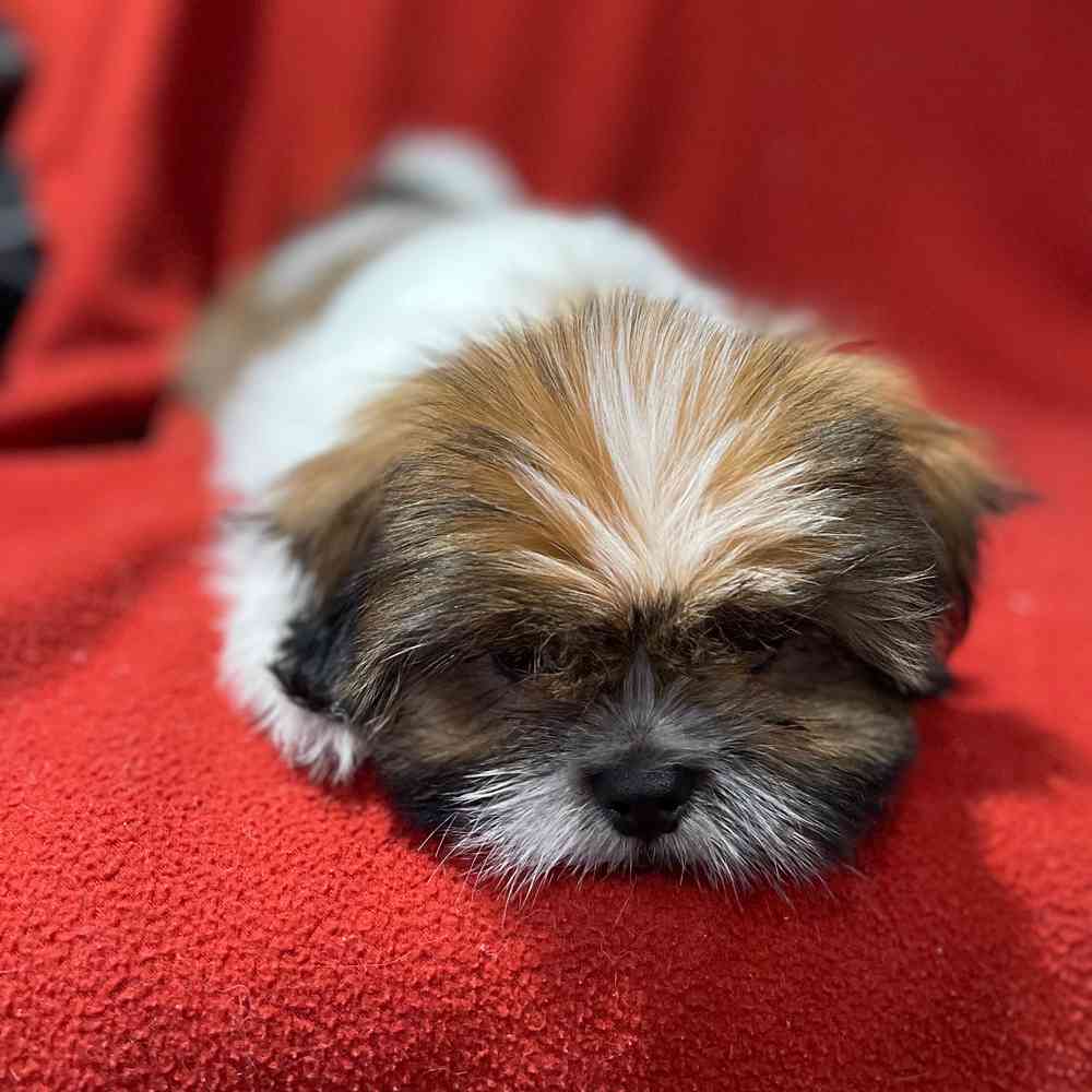 carousel pet images