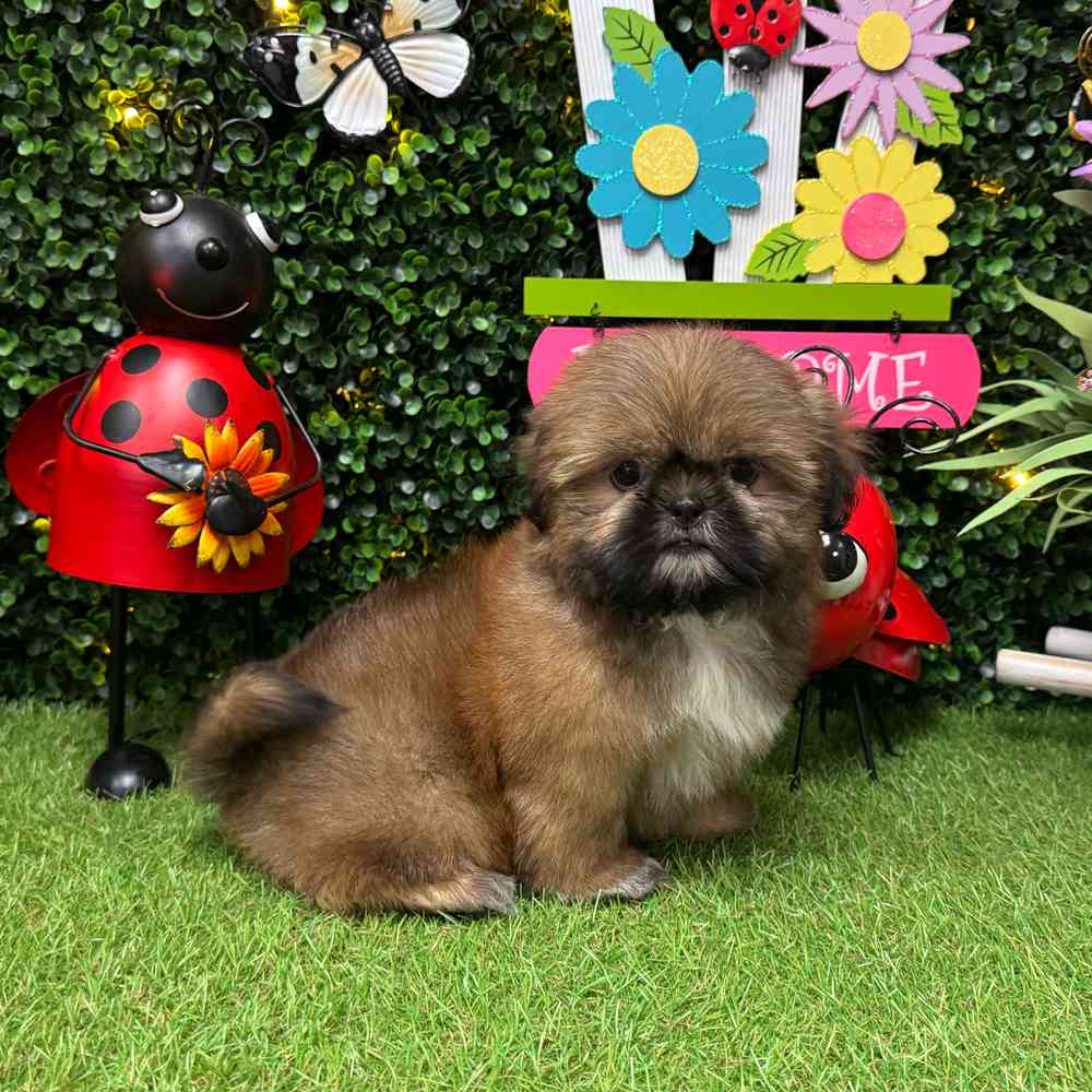 carousel pet images