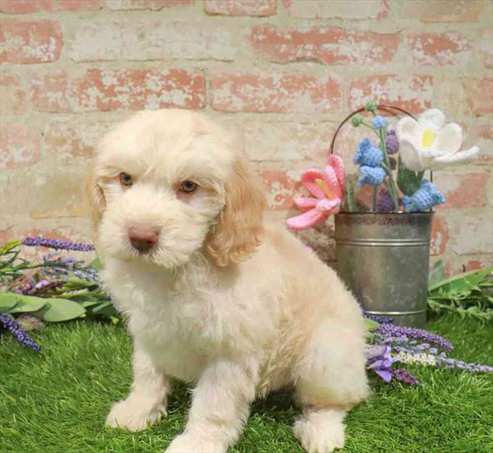 carousel pet images