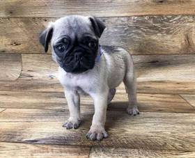 Pug