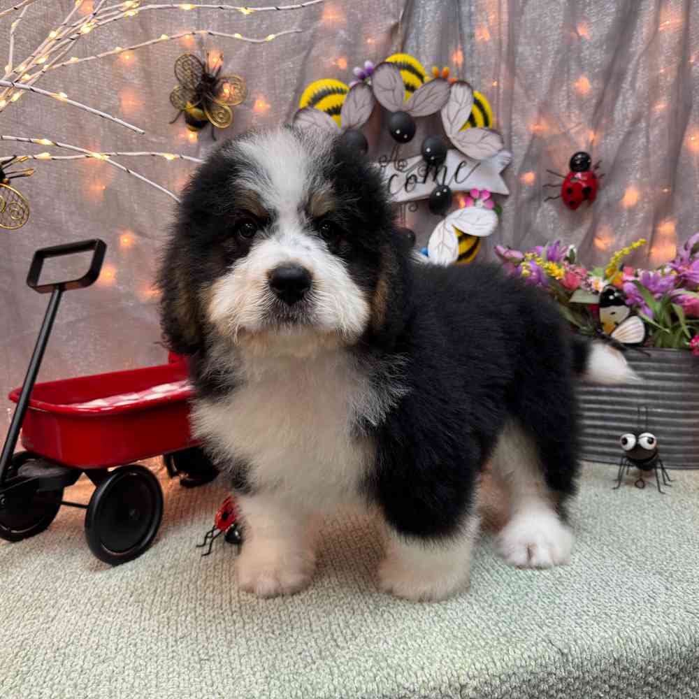 carousel pet images