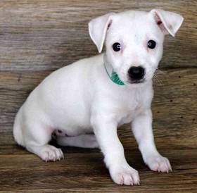 Jack Russell Terrier