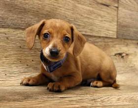 Dachshund