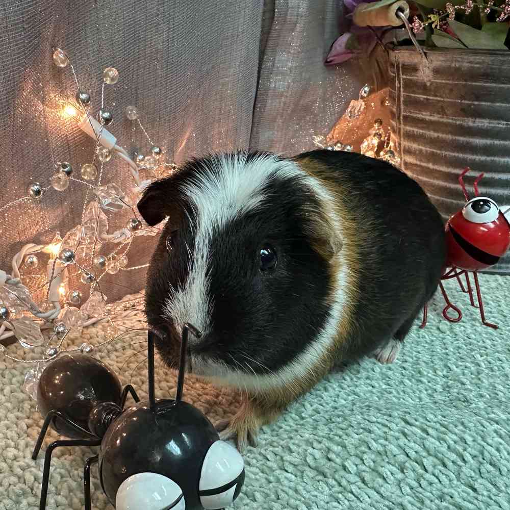carousel pet images