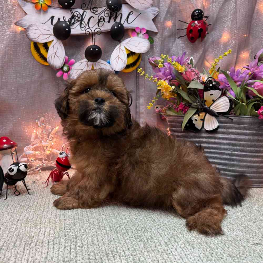 carousel pet images