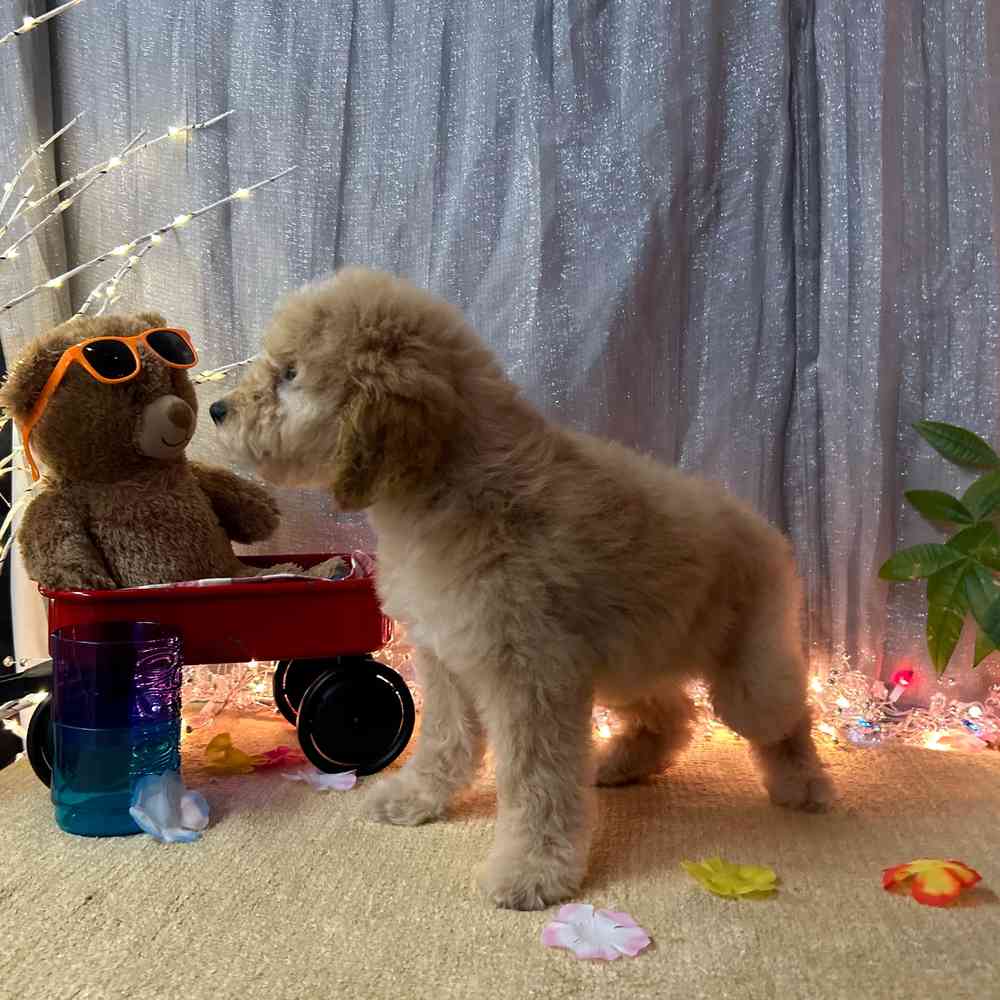 carousel pet images