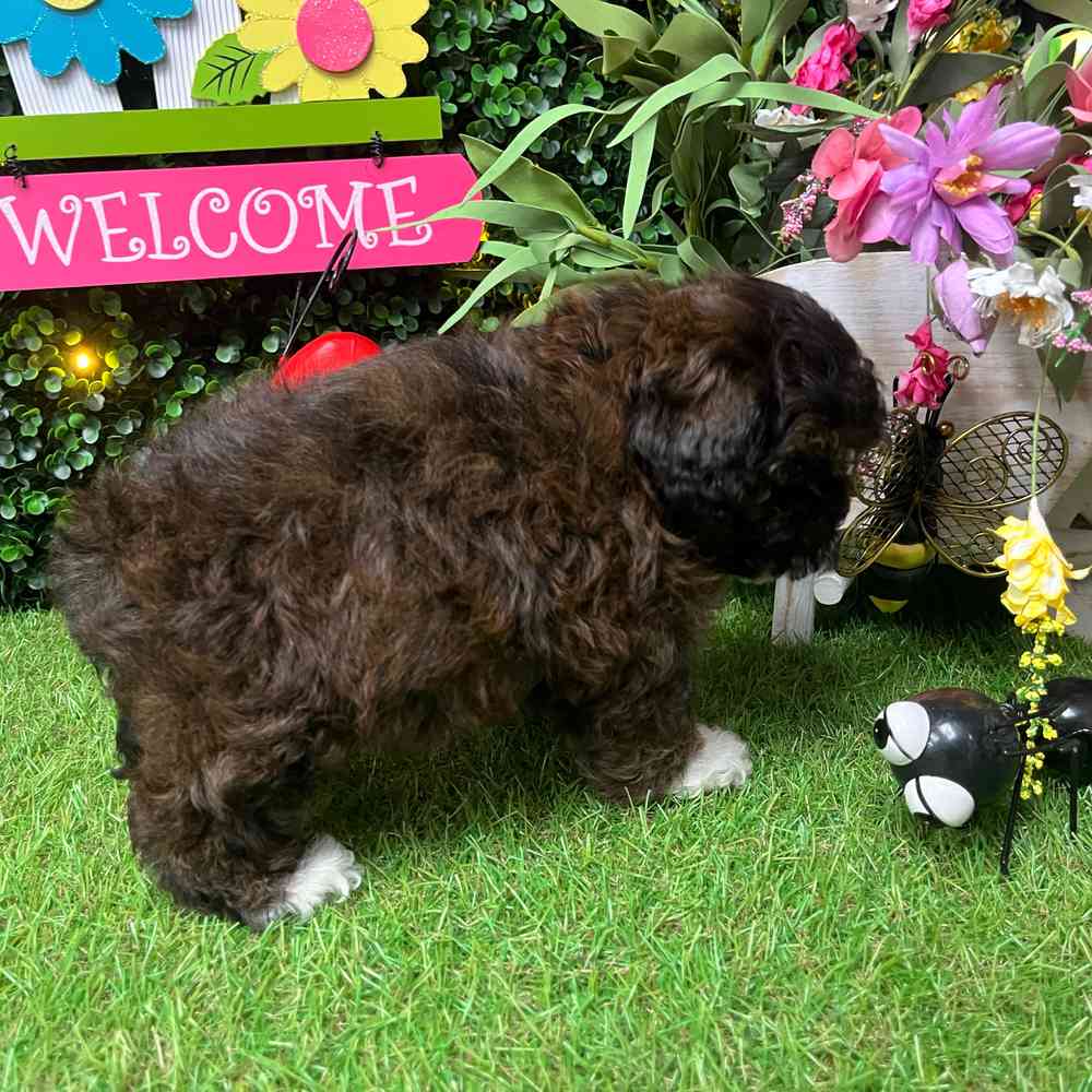 carousel pet images