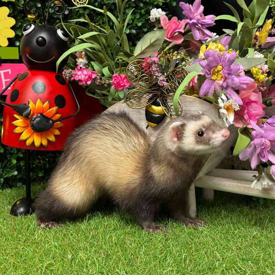 Ferret