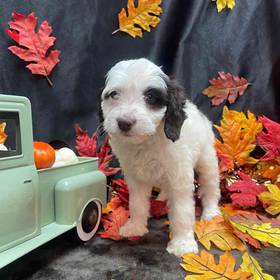 Cockapoo
