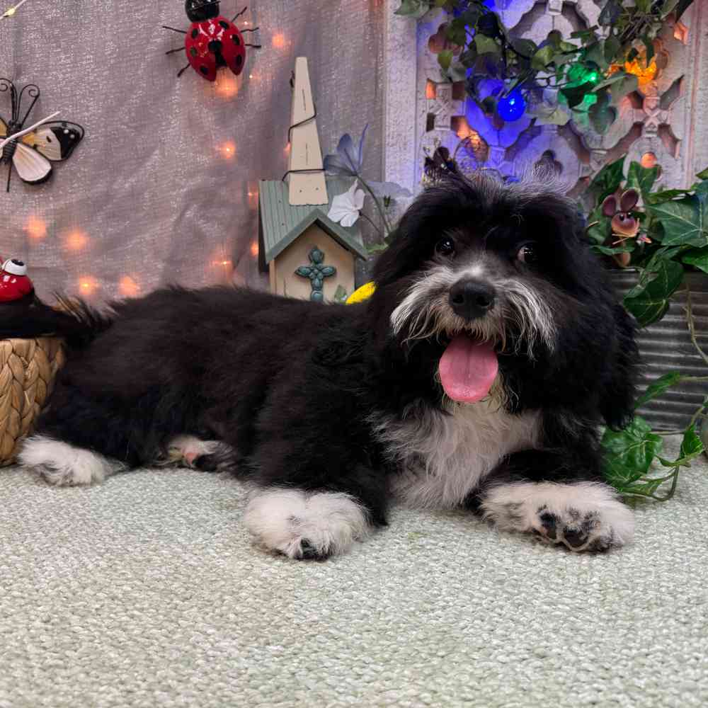 carousel pet images