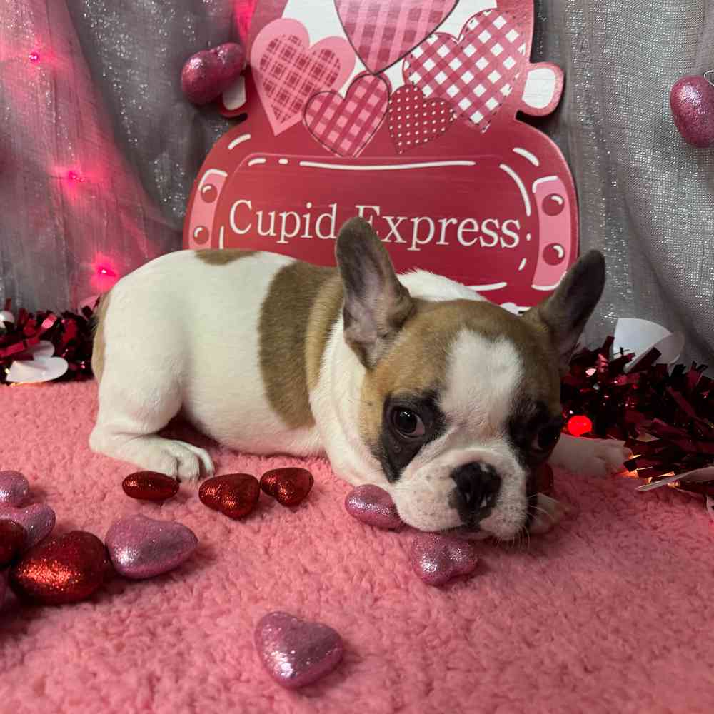 carousel pet images