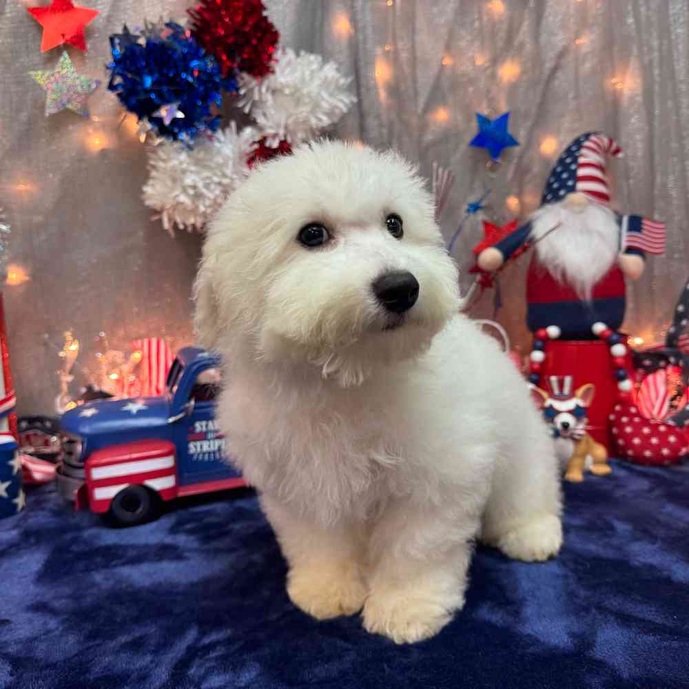carousel pet images