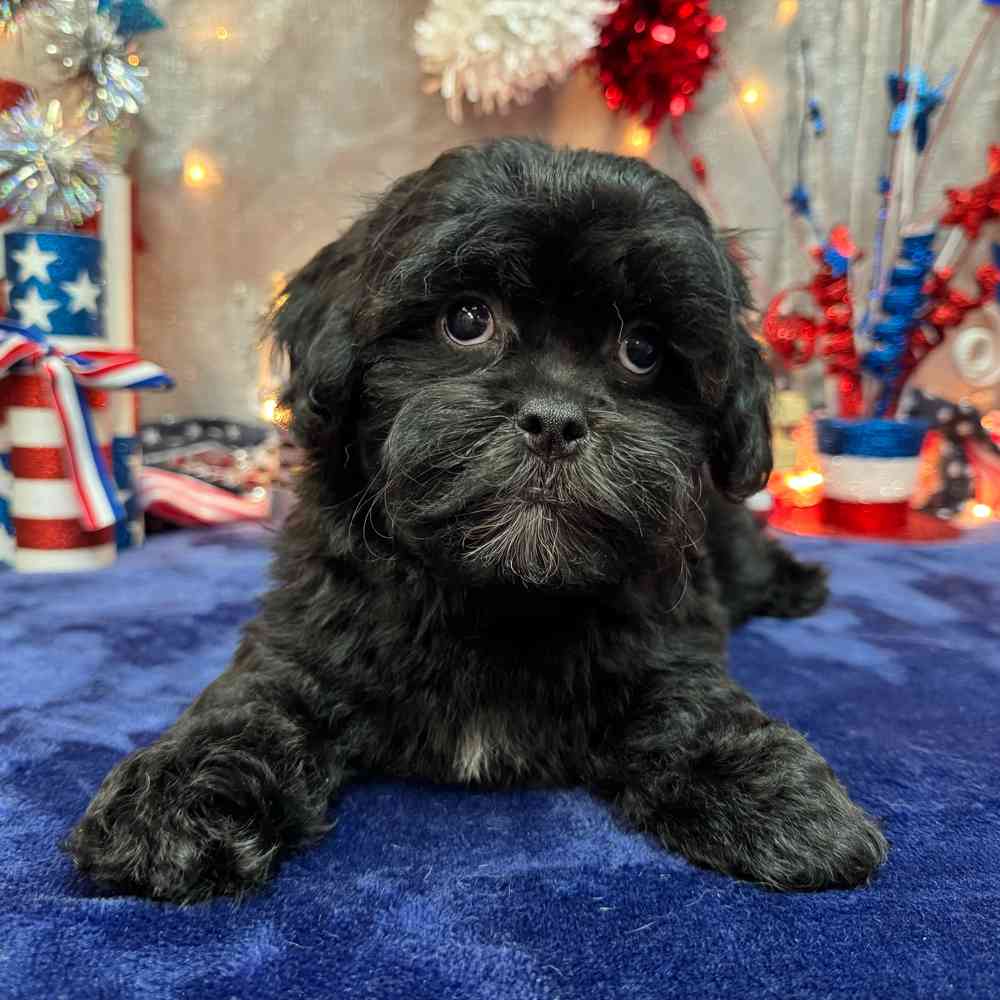 carousel pet images