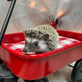 Hedgehog