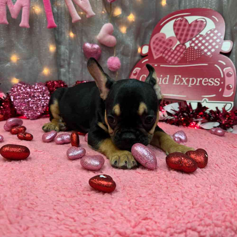 carousel pet images