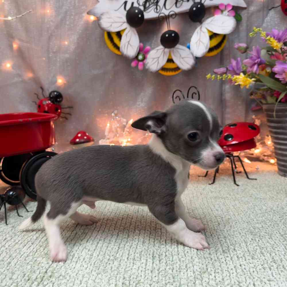 carousel pet images