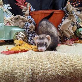 Ferret