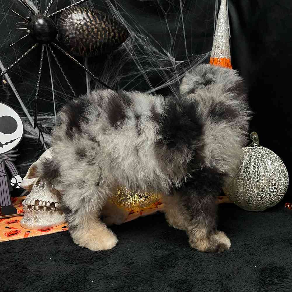carousel pet images