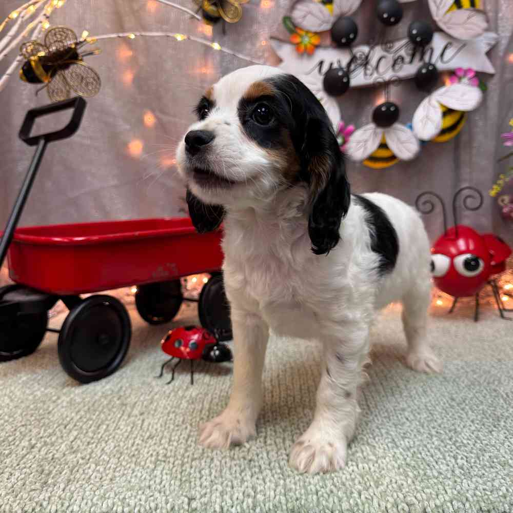 carousel pet images
