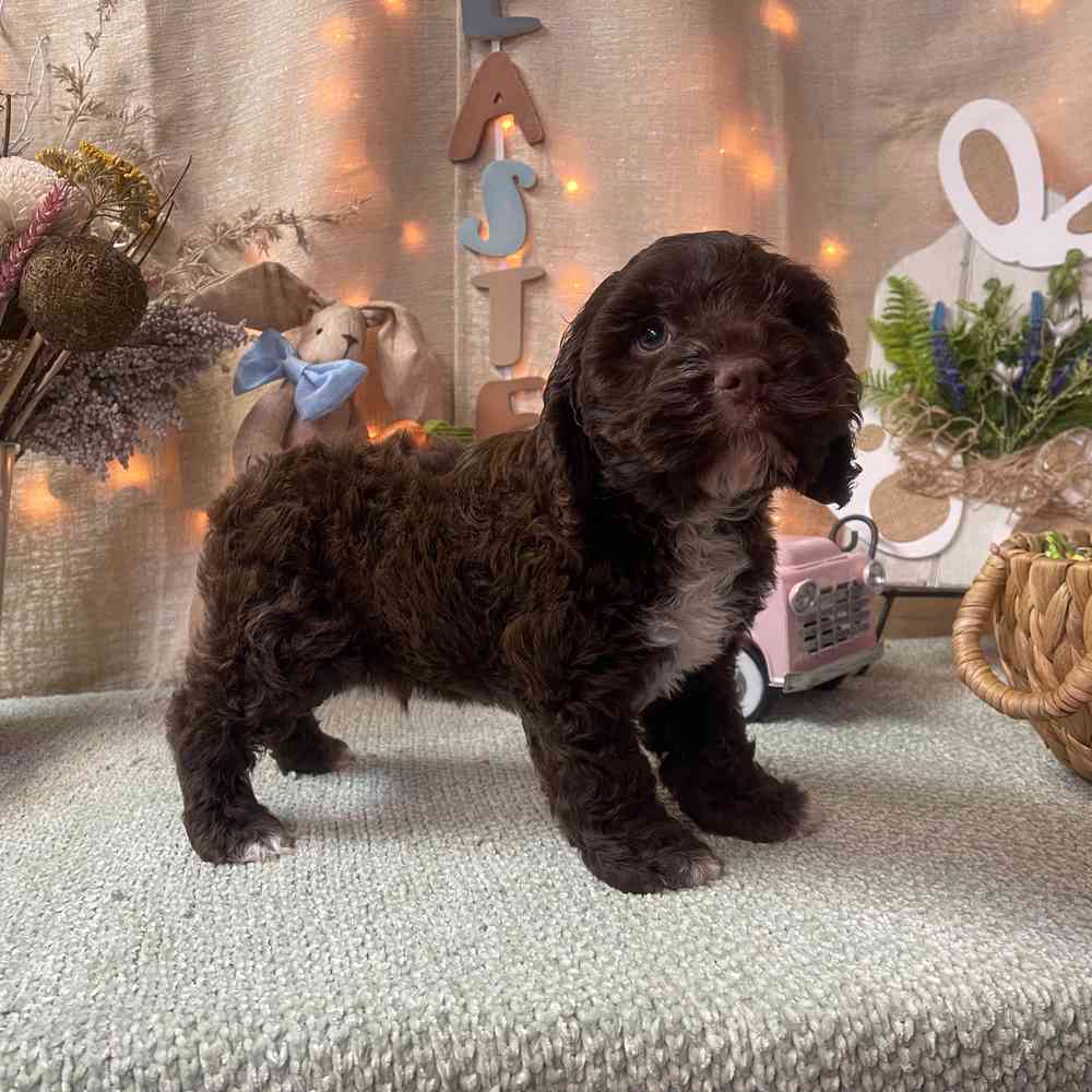 carousel pet images