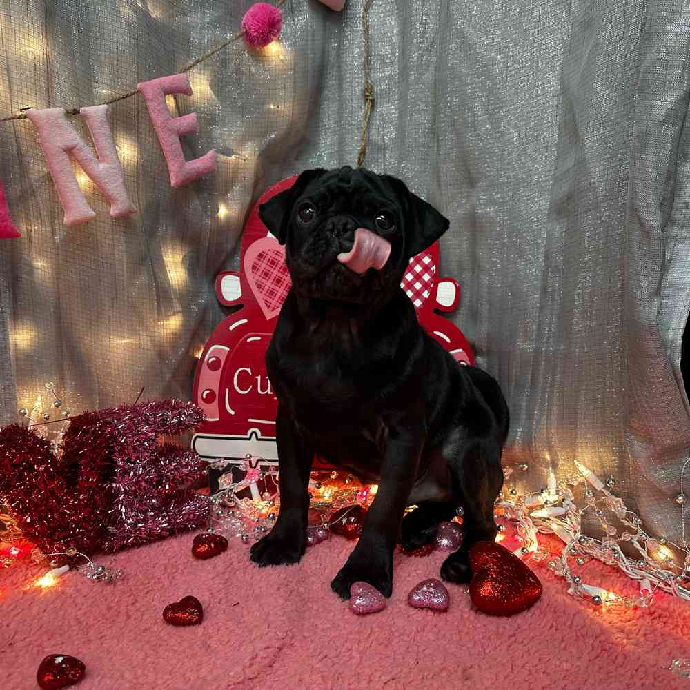 carousel pet images