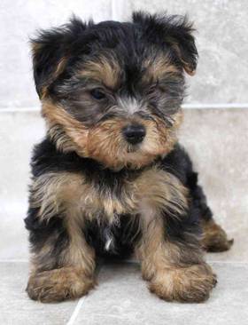 Yorkshire Terrier