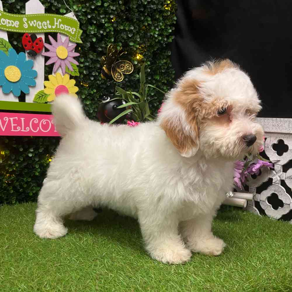 carousel pet images