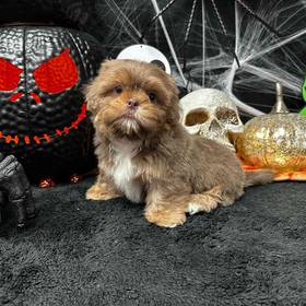 Shih Tzu