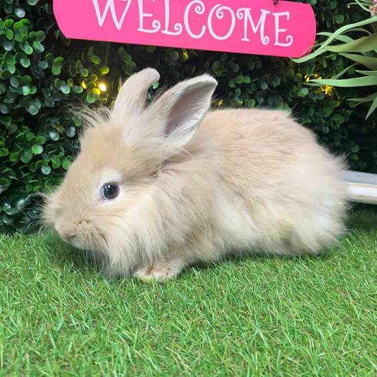 Lionhead