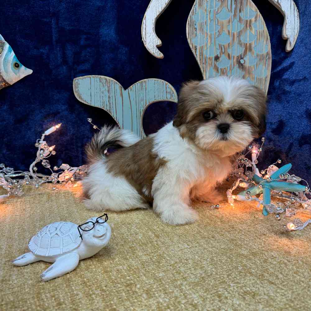 carousel pet images