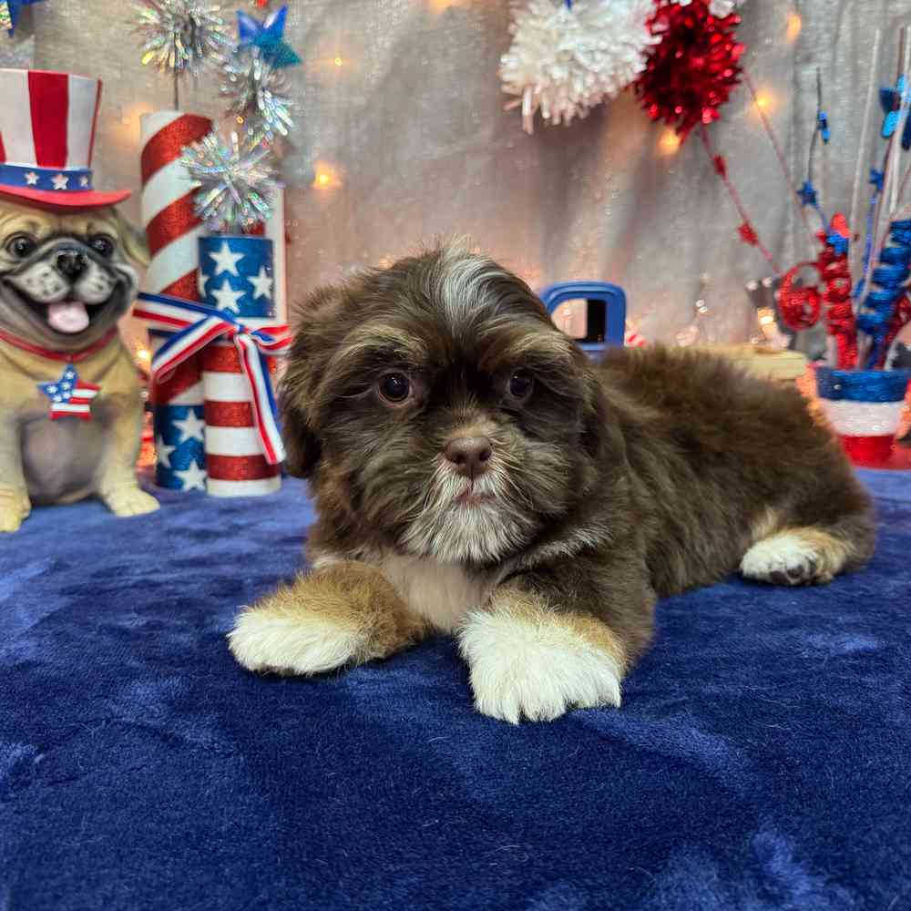 carousel pet images
