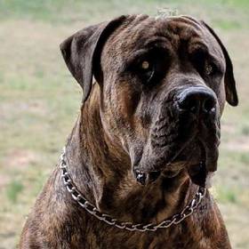 Boerboel