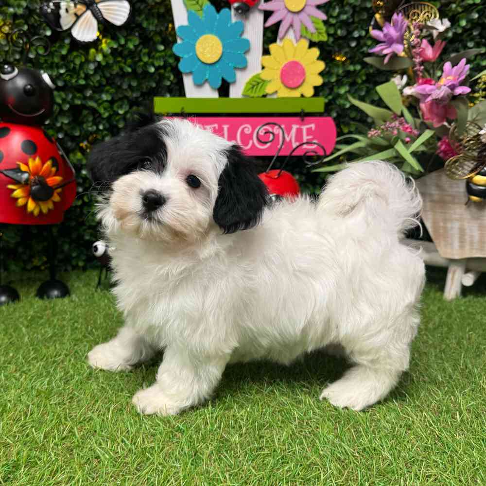 Image of a pet breed in the gallery