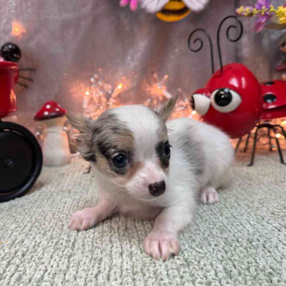 carousel pet images
