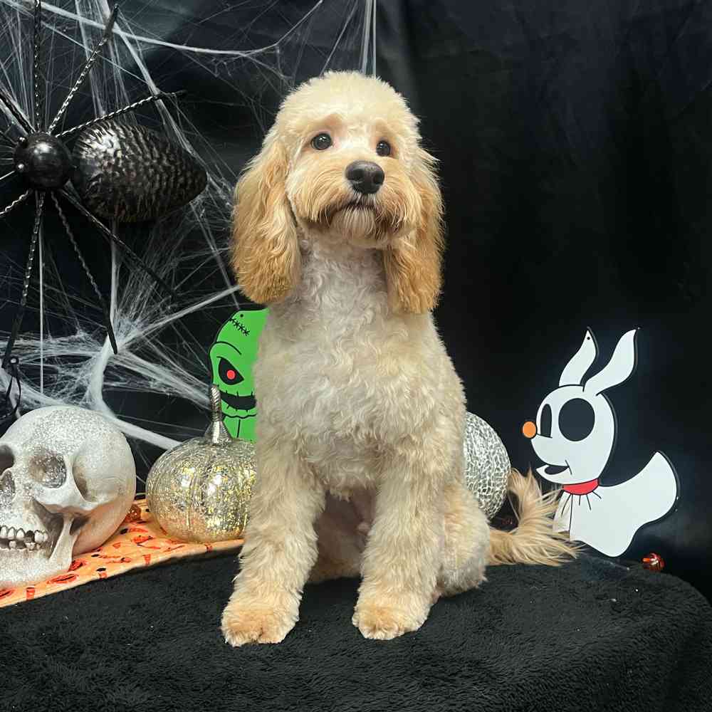 carousel pet images