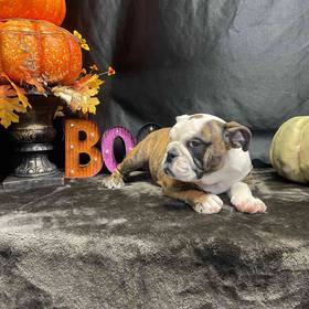 English Bulldog