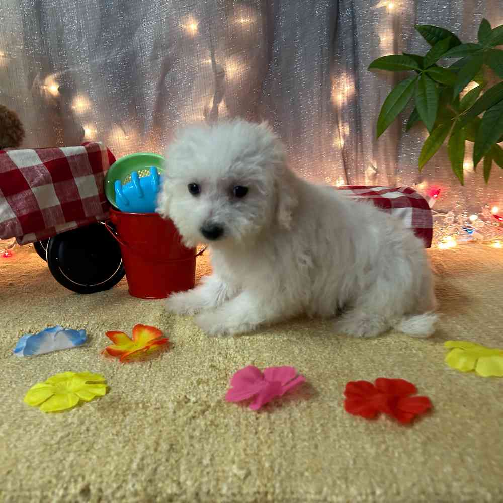 carousel pet images