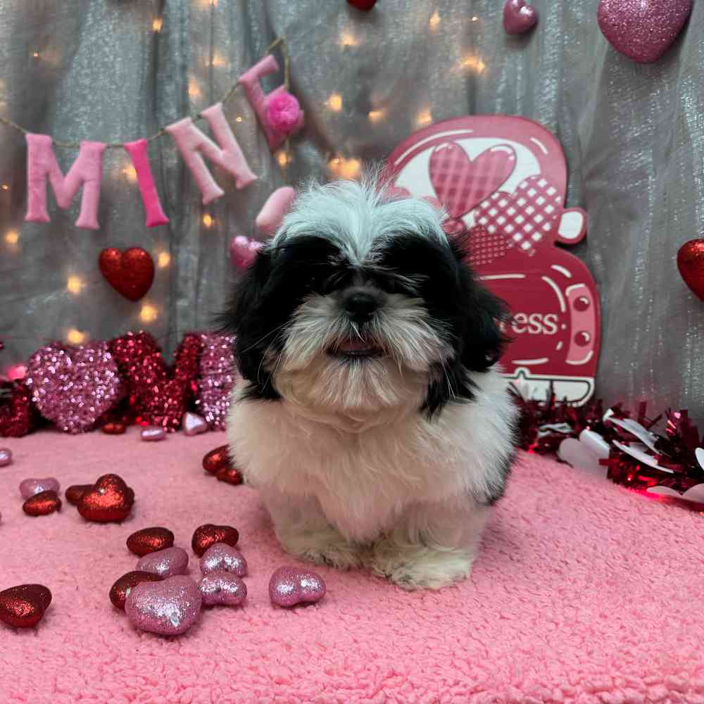 carousel pet images