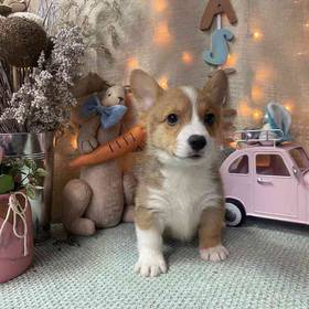 Pembroke Welsh Corgi