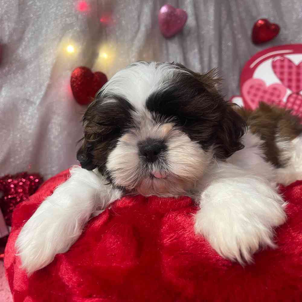 carousel pet images