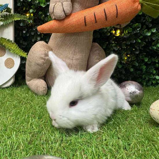Flemish Giant Mix