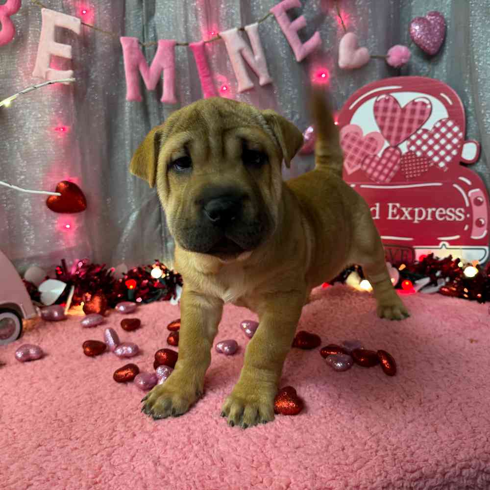 carousel pet images